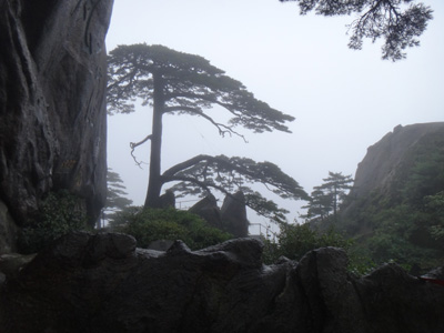 黄山积极应对“海葵” 景区古树安全无恙