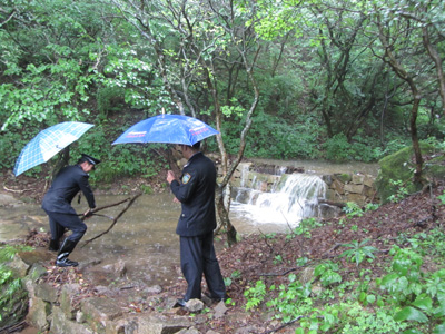 黄山积极应对“海葵” 景区古树安全无恙