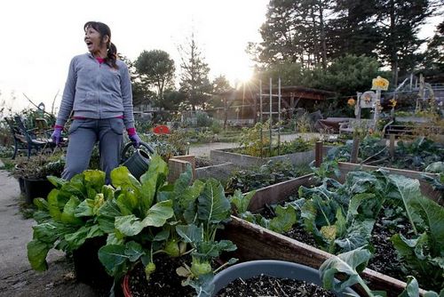 旧金山华裔种特色蔬菜自给自足 社区菜园走红(图)