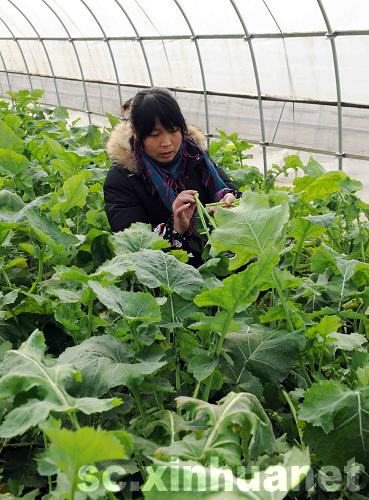 蔬菜大棚帮助青川灾区农民走上致富道路