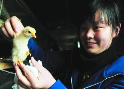 女大学生做鸡倌赚百万 村里飞出金凤凰