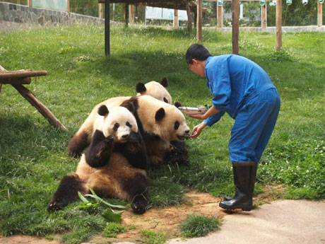 大熊猫吃粽子过端午节
