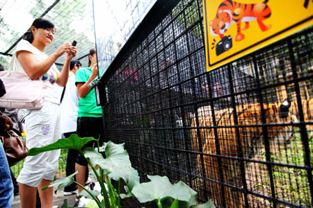 万余游客周末涌进云南野生动物园体验“深入虎穴”