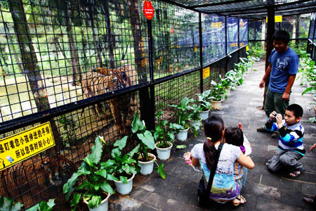 万余游客周末涌进云南野生动物园体验“深入虎穴”