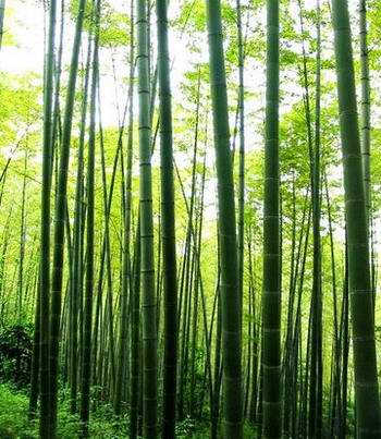 漫步永川竹海