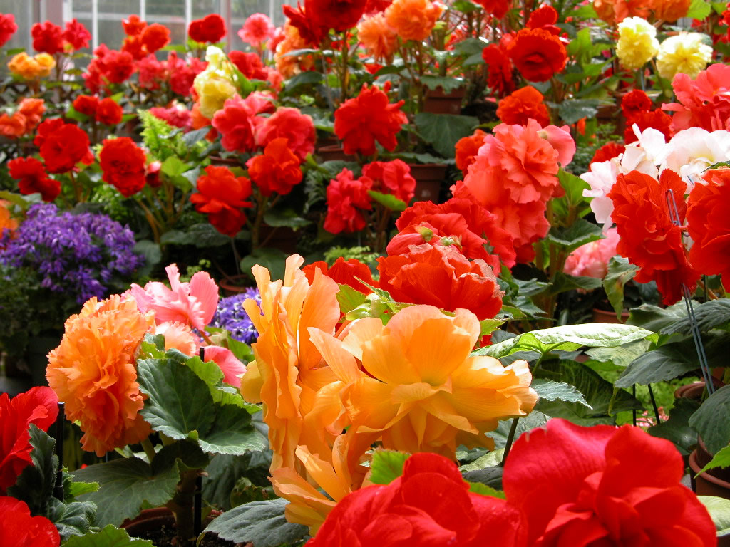 云南颁布全国首个花卉产业发展地方法规