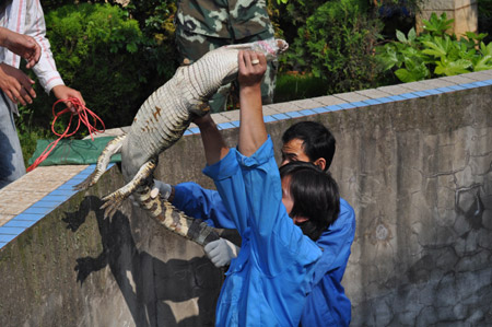 昆明武警森林支队安宁大队解救鳄鱼 移交动物收容中心(图)
