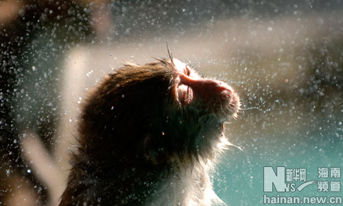 海南热带猕猴的幸福水生活