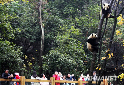 落户桂林的奥运大熊猫与游客见面