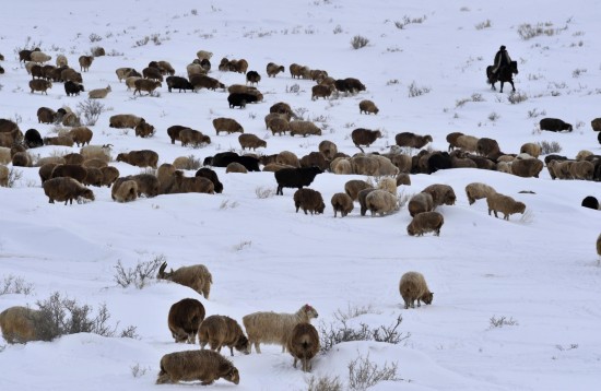 新疆发生雪灾5000余人转移1人死亡(组图)