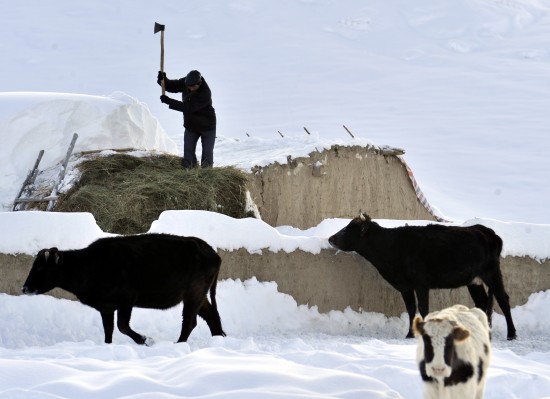 新疆发生雪灾5000余人转移1人死亡(组图)