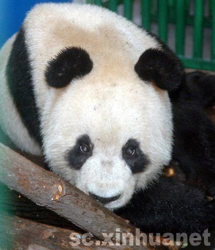 四川奥运熊猫安全抵达浙江温岭