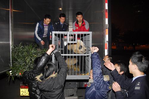 奥运熊猫安全抵达浙江 温岭安家