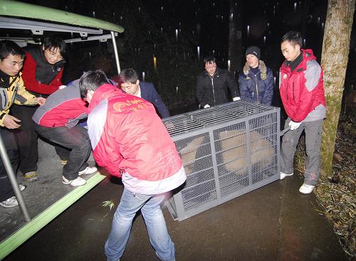 奥运熊猫安全抵达浙江 温岭安家