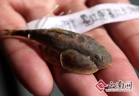 云南省发现两个鱼类新物种　具有重要意义