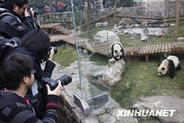 上海：“世博大熊猫”正式亮相