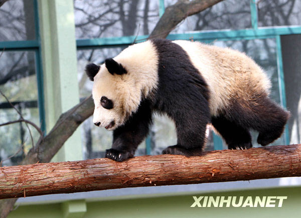上海：“世博大熊猫”正式亮相