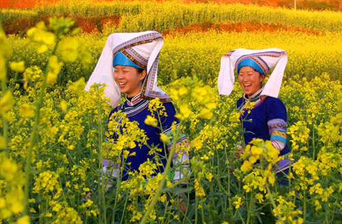 2010年云南罗平国际油菜花文化旅游节下月开幕