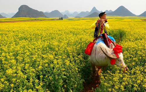 2010年云南罗平国际油菜花文化旅游节下月开幕