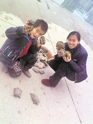 北滨路江边一天爬上60多只龟