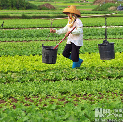 海南日出岛瓜菜达1.3万吨