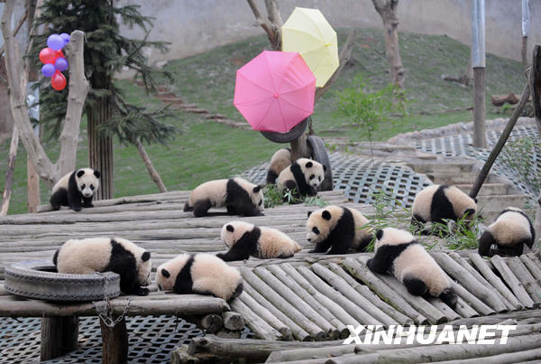 卧龙16只大熊猫宝宝进入幼儿园