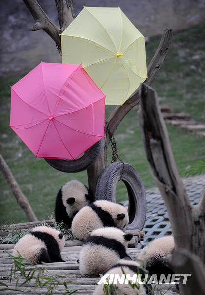 卧龙16只大熊猫宝宝进入幼儿园