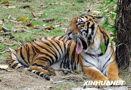 广州香江野生动物世界百虎山开放迎游客