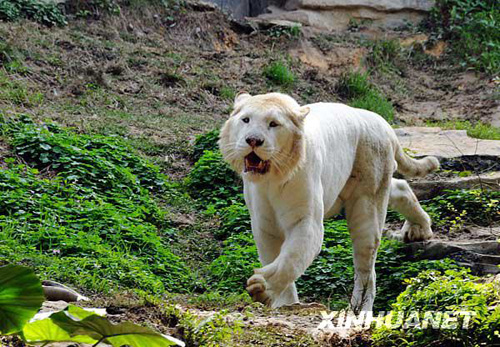 广州香江野生动物世界百虎山开放迎游客