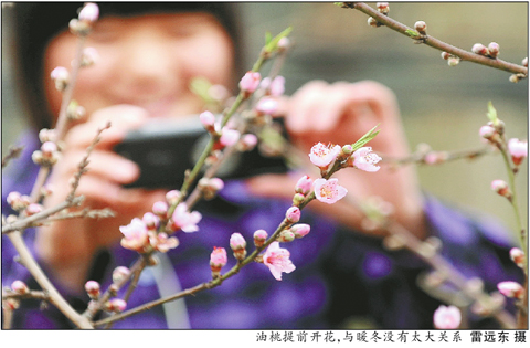 第一次春节赏花：成都龙泉桃花开了