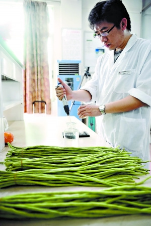 海南豇豆在广州抽检21批过半有毒 多家菜市场停售