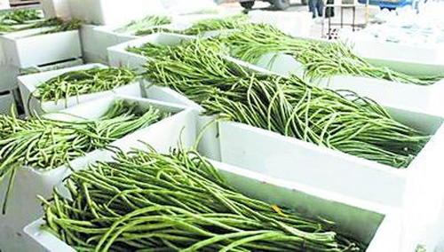 “海南毒豇豆”引出反季节蔬菜水果食品安全问题