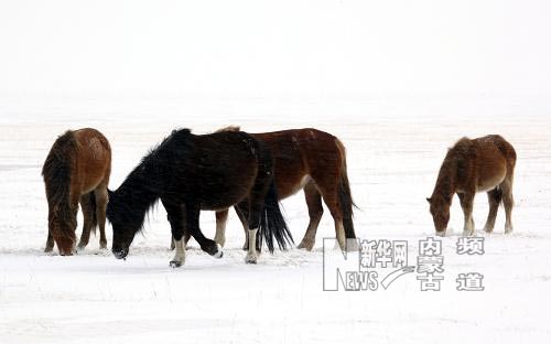 持续低温降雪内蒙古克什克腾旗再次遭受雪灾