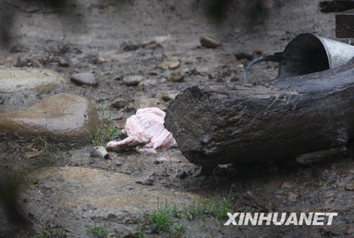 上海动物园发生意外 老虎咬死饲养员