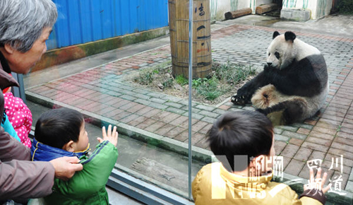 大熊猫“苏苏”返回成都老家