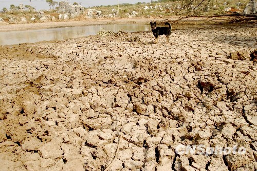 云南干旱致农作物大面积绝收 损失超128亿
