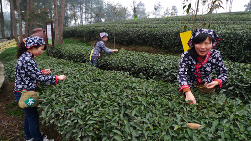 四川省蒲江县将举办为期一个多月的“2010首届中国采茶节”