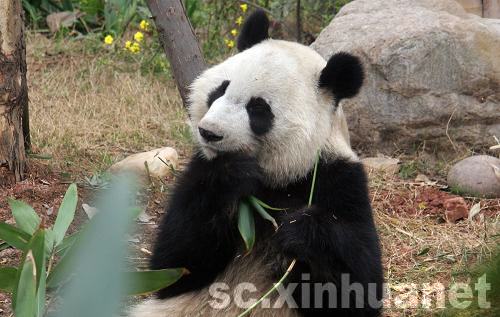 大熊猫“美兰”回国后首次与公众见面