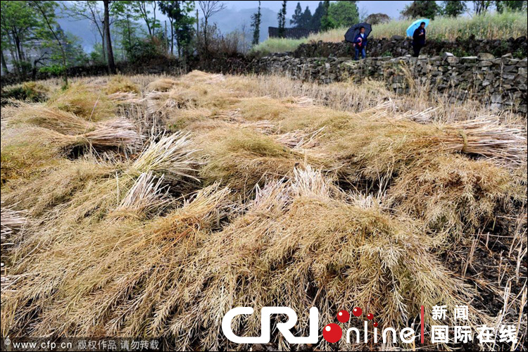 云南遭遇大旱 焦渴无奈地缝觅水(组图)