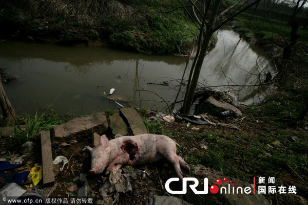 杭州钱塘江打捞出550头死猪尸体