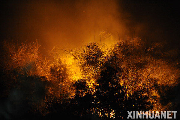 重庆大渡口区发生大面积山火