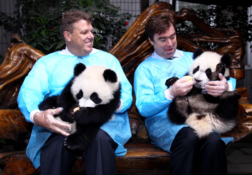 汶川大地震后成都出生的首对双胞胎大熊猫被认养