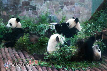 来沪3个月世博熊猫均增肥 30万游客目睹国宝风采