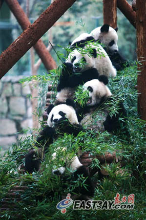 来沪3个月世博熊猫均增肥 30万游客目睹国宝风采