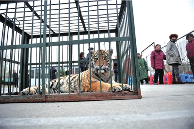 动物园出动狮虎索土地 称体育部门借地不还(图)