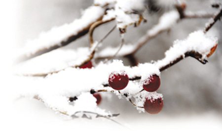 苏北飞雪，苏中苏南飘“霰”