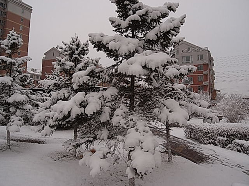 4月16日晨长春普降瑞雪