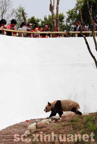 来自碧峰峡的国宝大熊猫安徽黄山初亮相