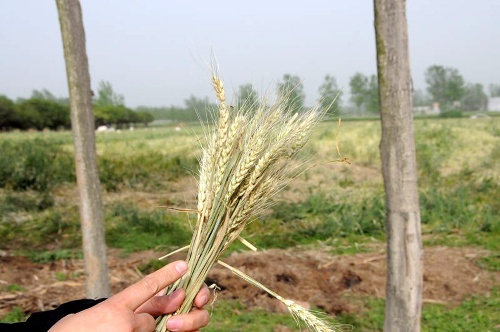 河南南阳发生“毁麦种树”事件 上百亩小麦被铲