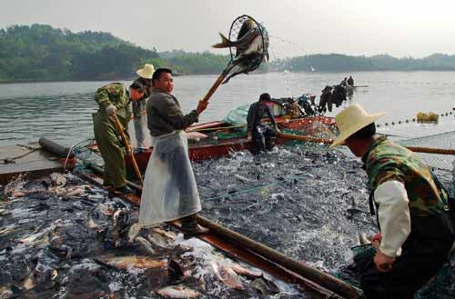 河南商城：渔业养殖喜获丰收